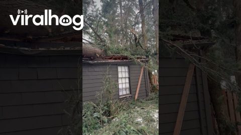 Aftermath of a Tree Falling on a House || ViralHog