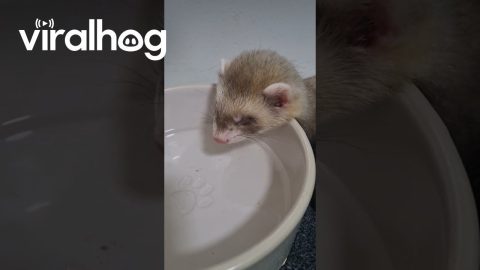 Have You Ever Heard a Baby Ferret Snore? || ViralHog