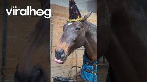 Silly Horse Wears a Party Hat || ViralHog