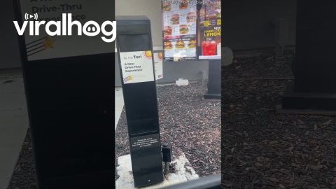 AI Drive-Thru Glitches During Order Taking || ViralHog