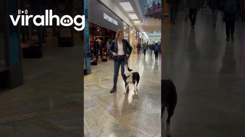 Training A Dog With Distractions || ViralHog