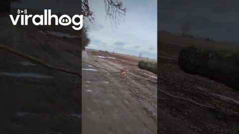 Dog Helps Manage Branches || ViralHog