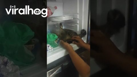 Cat Doesn't Want to Leave the Fridge || ViralHog