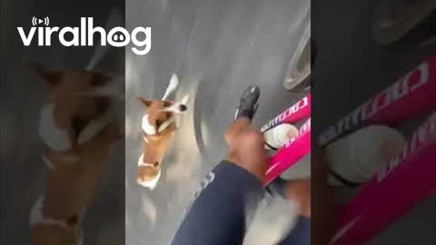 Dogs Run With Cyclist || ViralHog