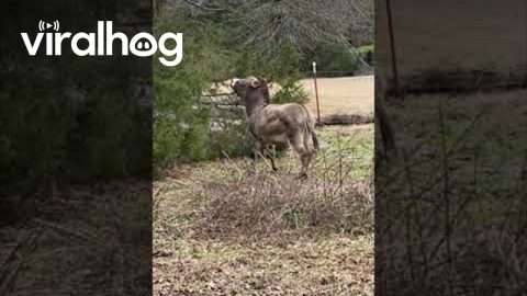 Donkey Plays With Squeaking Rubber Chicken || ViralHog