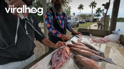 Hawk Steals Filets From Fisherman || ViralHog