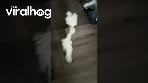 Fluffy Cat Gets a New Haircut || ViralHog