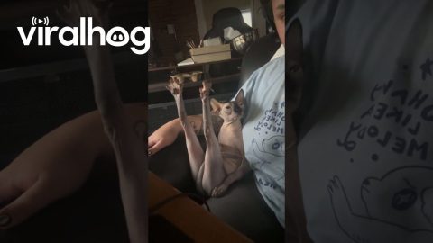 Sphynx Cat Strikes An Immodest Pose || ViralHog