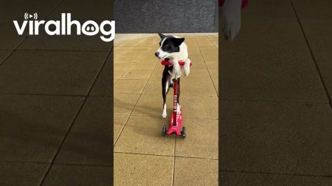 Border Collie Rides a Scooter || ViralHog