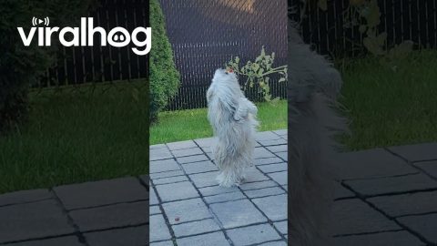 Doggy Dances For a Tomato || ViralHog