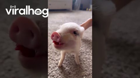 Tiny Pig Does a Trick For a Strawberry Treat || ViralHog