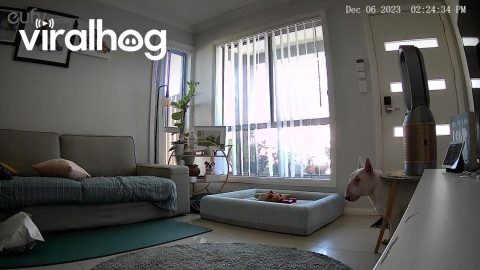 Portly Pup Gets Stuck Under Table || ViralHog