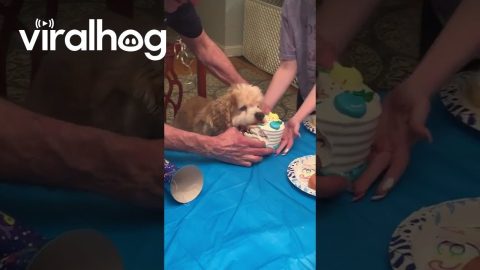 Jasper Decides He Can Have His Cake and Eat it Too || ViralHog