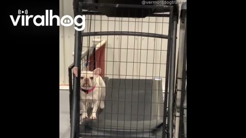 French Bulldog Isn't Too Pleased With Her New Exercise Routine || ViralHog