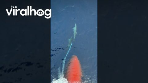 Dolphins Swim in Front of Ship's Bow || ViralHog