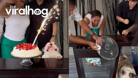 Animals Interfering With Birthday Celebrations || ViralHog