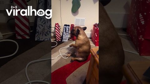 Frenchie Feeling the Christmas Spirit || ViralHog