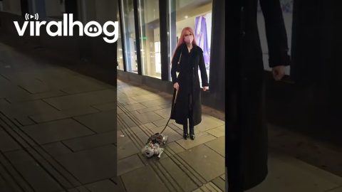 Robot Dog Taken for a Walk || ViralHog