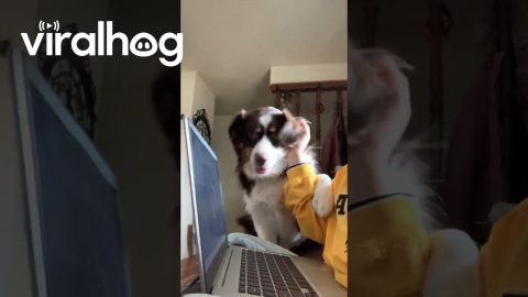 Australian Shepherd Wants All the Attention || ViralHog