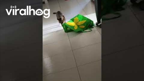 Cat Jumps From Bag To Startle Sibling || ViralHog