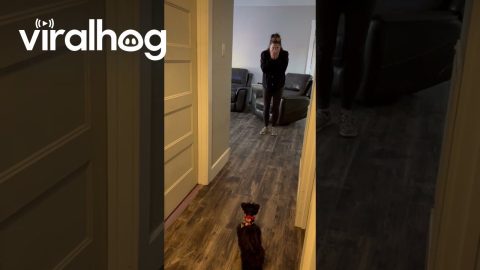 Woman Surprised With New Schnauzer Puppy || ViralHog