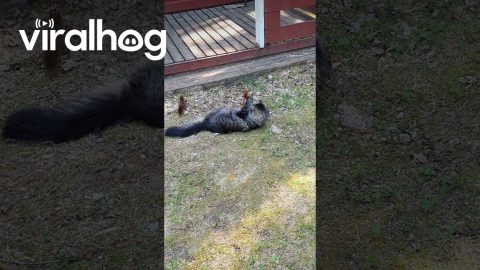 Cat Plays With Friendly Squirrels || ViralHog