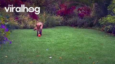 Foxes Play In The Garden || ViralHog