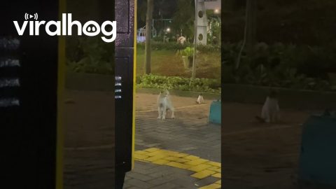 Human Meowing Confuses Cat || ViralHog
