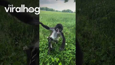 Rescued Spider Monkey Plays in Grass || ViralHog