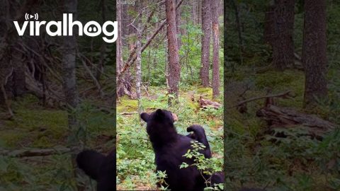 Bear Dances On Broken Branch || ViralHog