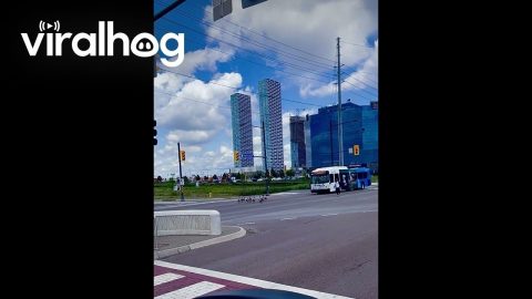 Guy Herds Family of Geese Out of Intersection || ViralHog
