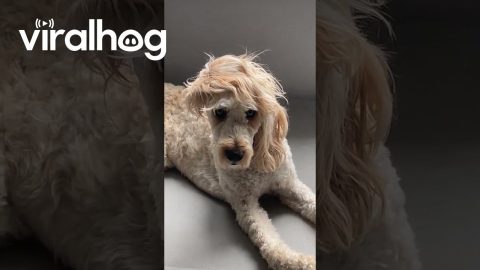 Scene Dog Insists It's Not A Phase || ViralHog