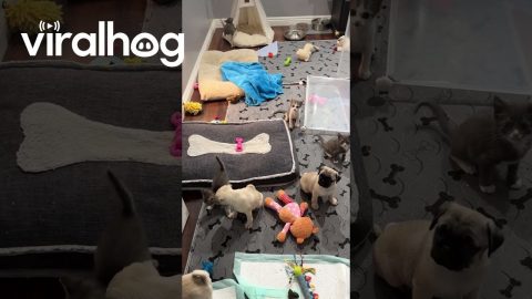 Pug Puppies And Kittens Play Together After Breaking Gate || ViralHog
