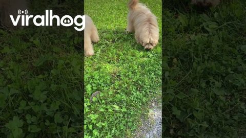 Goldendoodle Meets Hedgehog || ViralHog