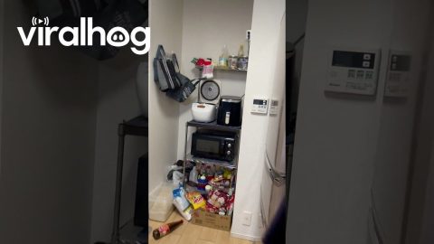 New Years Day Earthquake Shakes Japanese Home || ViralHog