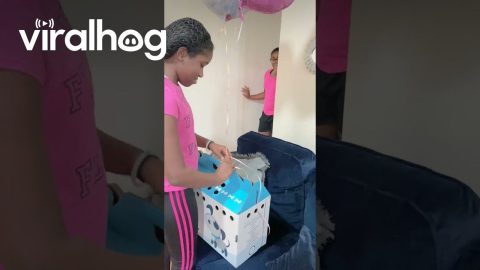 Teddy Bear Puppy Birthday Surprise || ViralHog