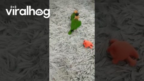 Are They Birds Or Bunnies || ViralHog