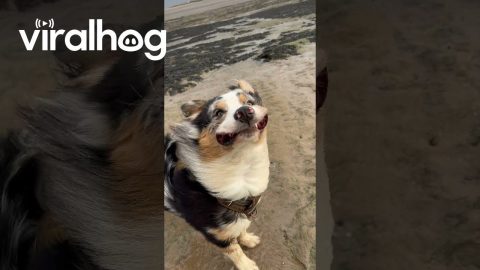 Windy Beach Day With The Dog || ViralHog
