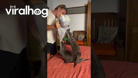 Stubborn Otter Won't Let Go of Plush Toy || ViralHog