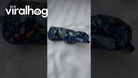 Jacket Clad Chiweenie Hops Through Snow || ViralHog