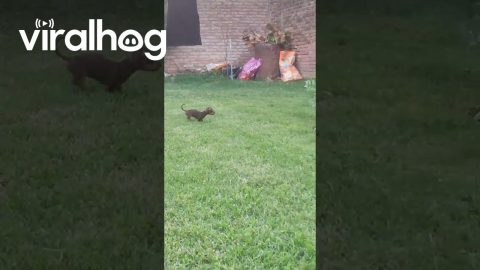 Dachshund Puppy Falls Into Hole || ViralHog