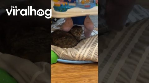Baby Just Wants to Bounce || ViralHog