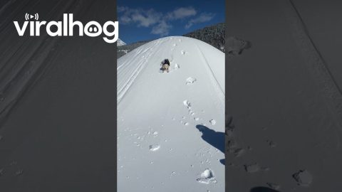 Adorable Golden Retriever Puppy Goes Sledding || ViralHog