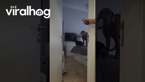 Dogs Love Their Cartoons || ViralHog