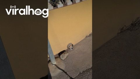 Dog Wearing a Cone Meets Its Match || ViralHog