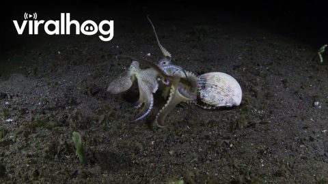 Coconut Octopuses Battle Over Shell || ViralHog