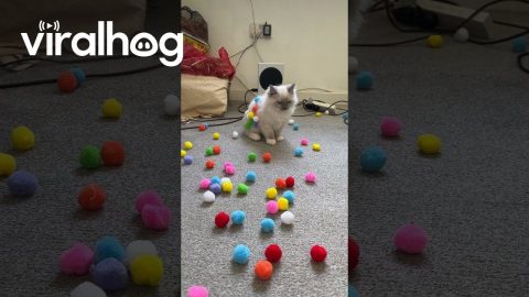 Adorable Kitten Plays With Pom Poms || ViralHog