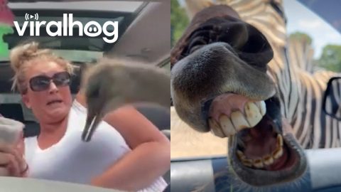 People Getting Scared By Animals || ViralHog