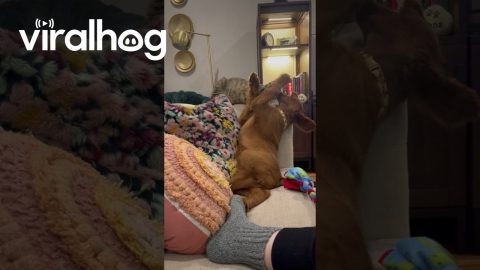 Playing Pup Flops Off The Couch || ViralHog