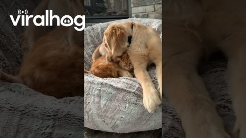 Dog Has No Respect for Cat's Personal Space || ViralHog